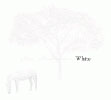 »White« cover