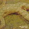 »Mein braunes Blut« cover